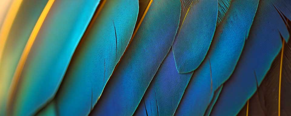 A close-up of the vibrant feathers on an exotic bird