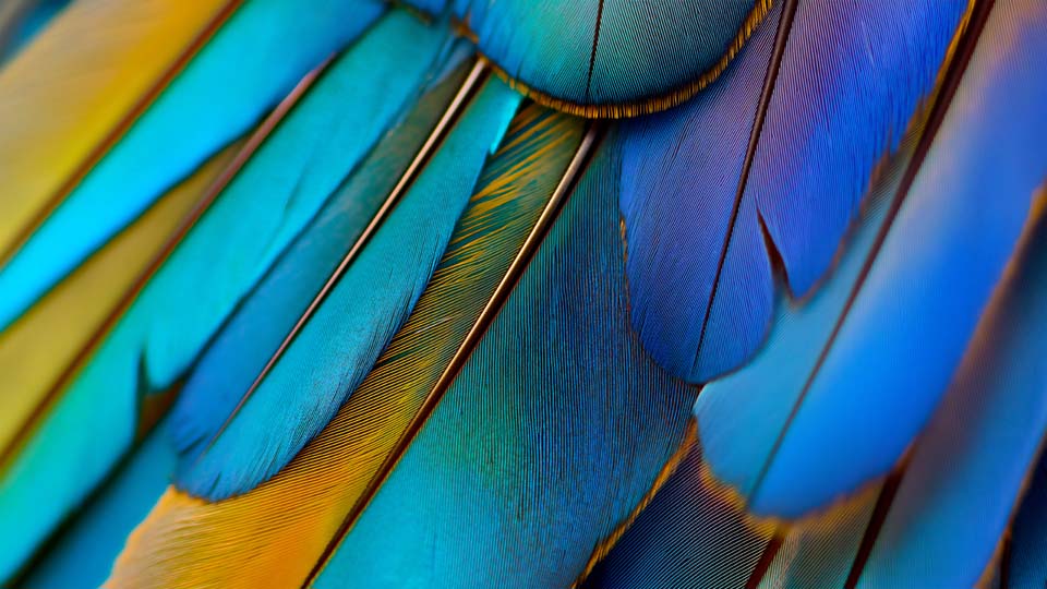 A close-up of the vibrant feathers on an exotic bird