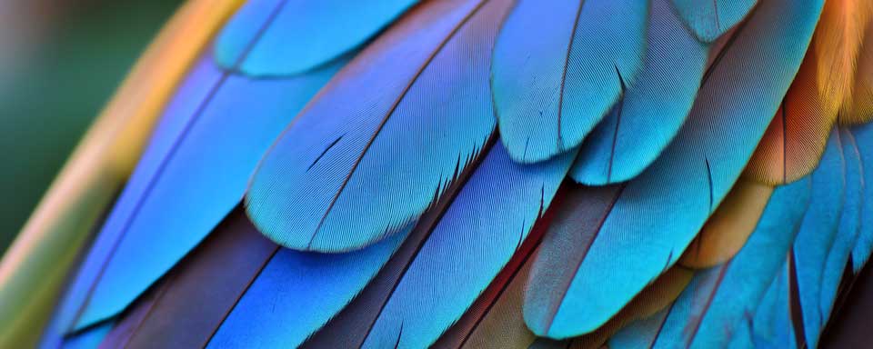 A close-up of the vibrant feathers on an exotic bird