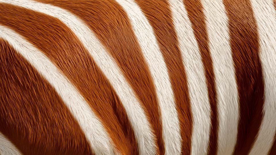 Close-up of a bongo antelope's fur texture