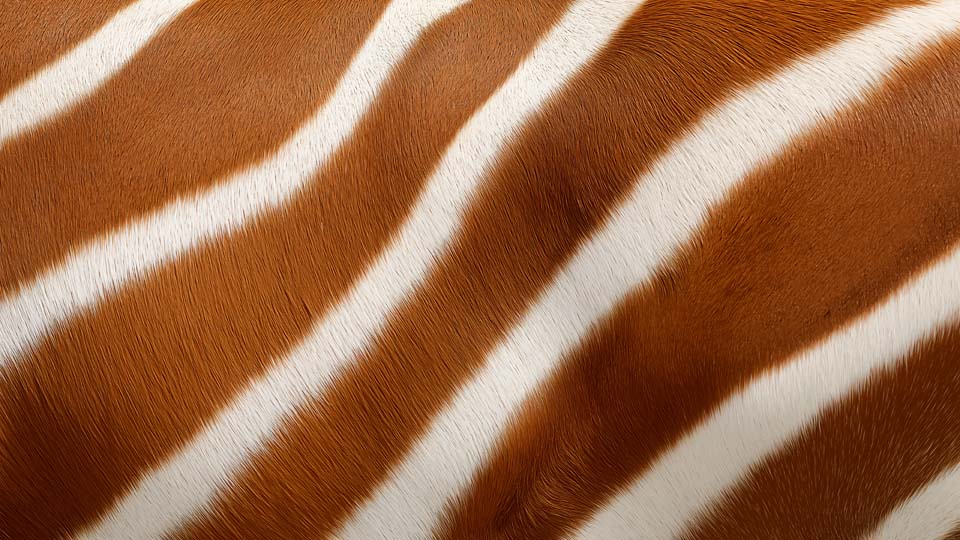 Close-up of a bongo antelope's fur texture