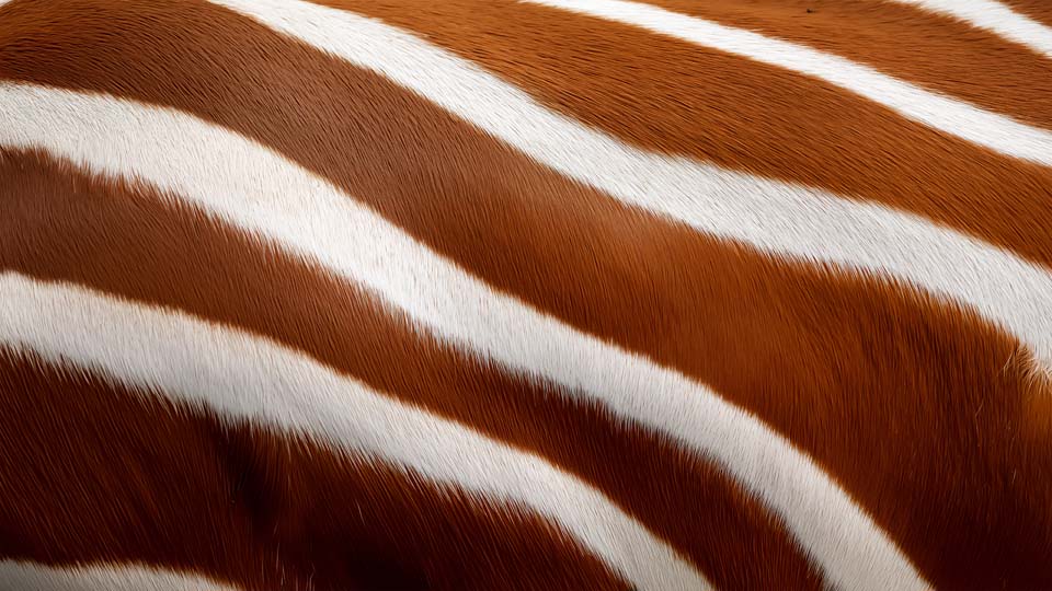 Close-up of a bongo antelope's fur texture