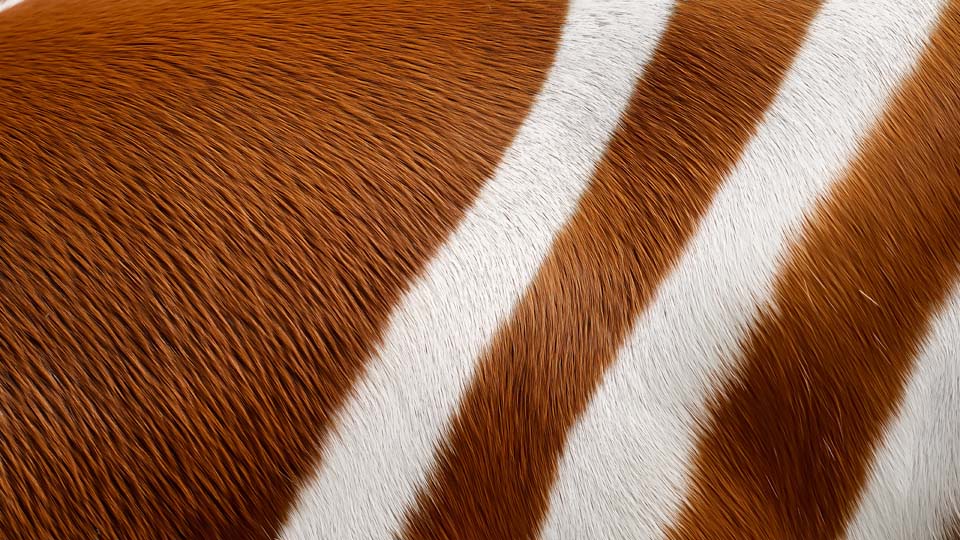 Close-up of a bongo antelope's fur texture