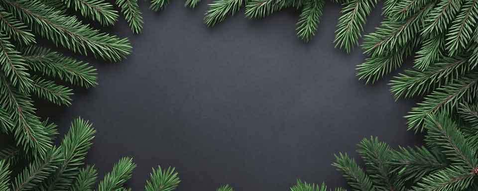 Dark blue background with green pine branches