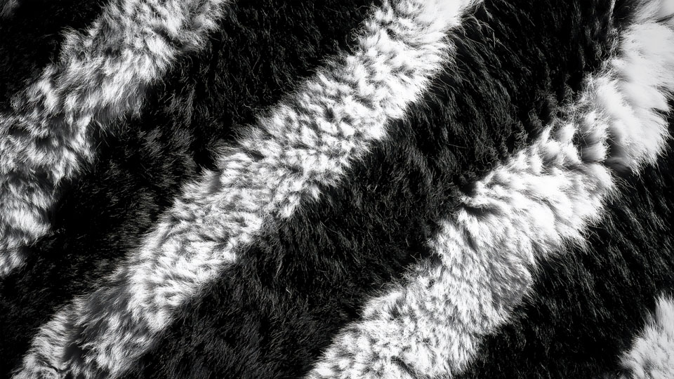 Black and white fur pattern