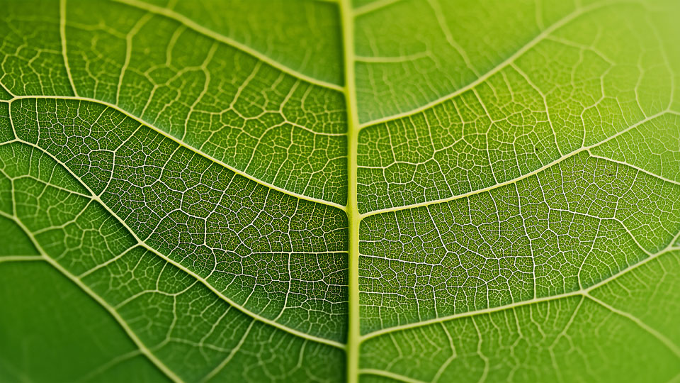 Close-up shot of the veins on a green leaf