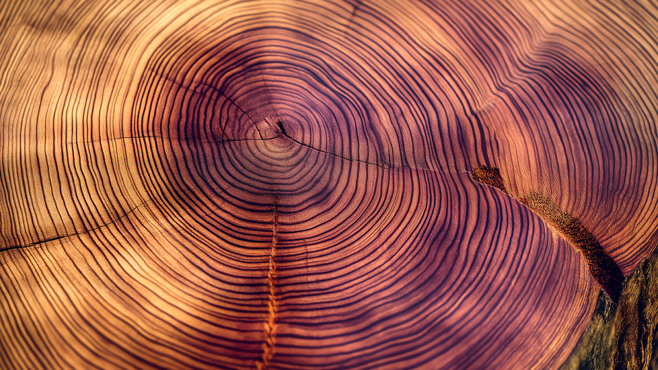 Wood grain texture in purple and pink