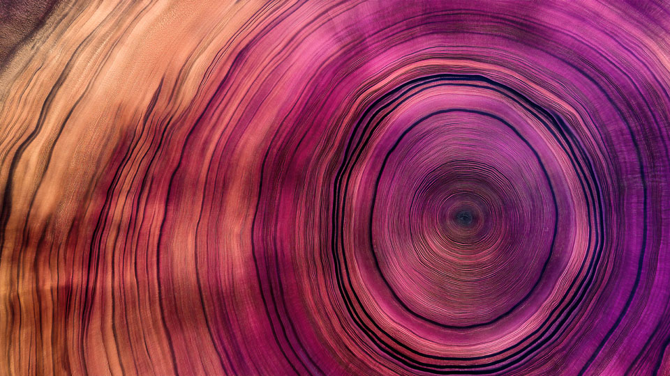 Wood grain texture in purple and pink