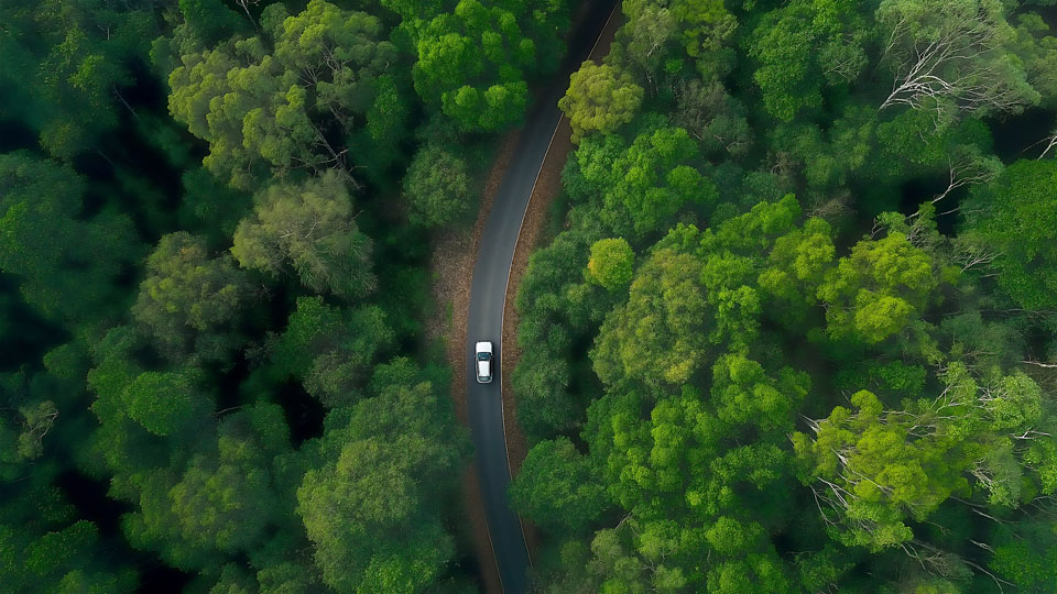 Car driving on the road in a green forest