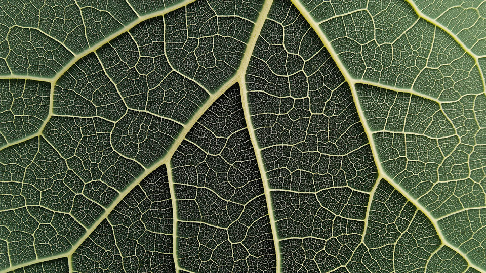 Close-up of leaf veins