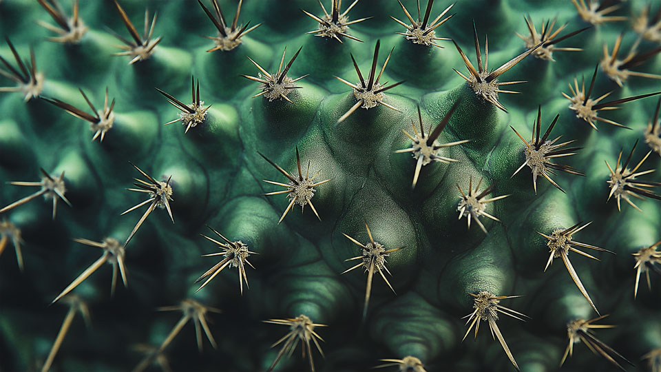 Detailed cactus texture with sharp spines