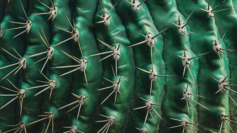 Detailed cactus texture with sharp spines