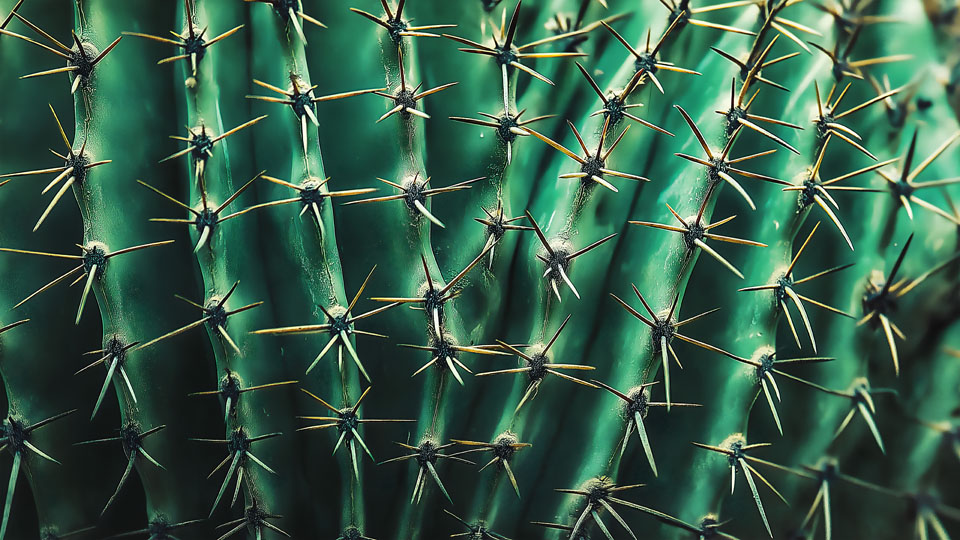 Detailed cactus texture with sharp spines