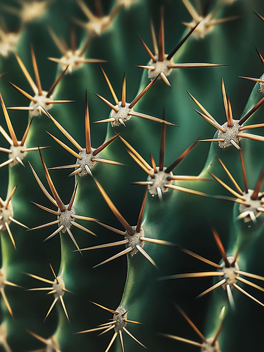 Detailed cactus texture with sharp spines