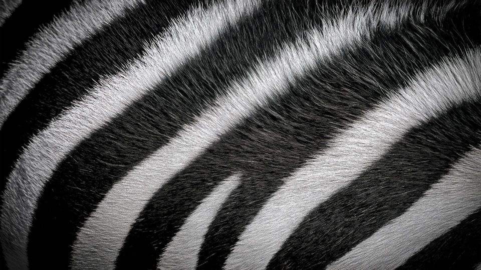 Zebra fur pattern, extreme close-up