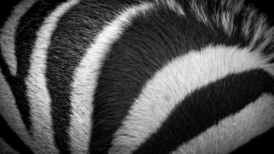 Zebra fur pattern, extreme close-up