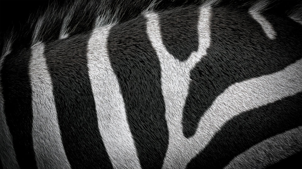 Close-up of Zebra fur