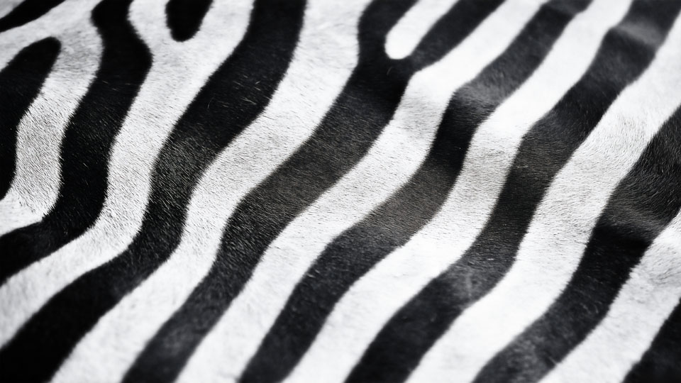 Black and white stripes on a zebra's fur