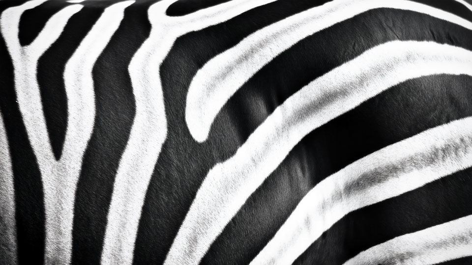 Black and white stripes on a zebra's fur