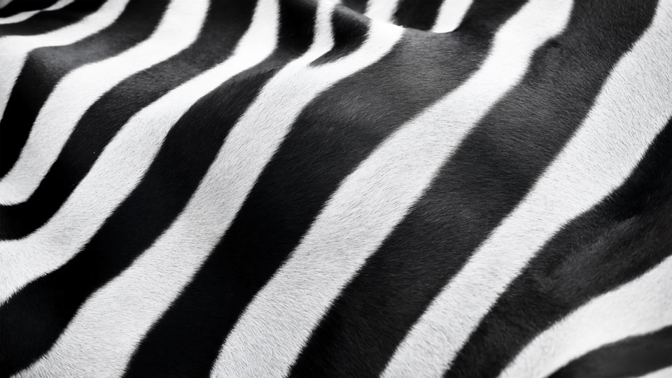 Black and white stripes on a zebra's fur