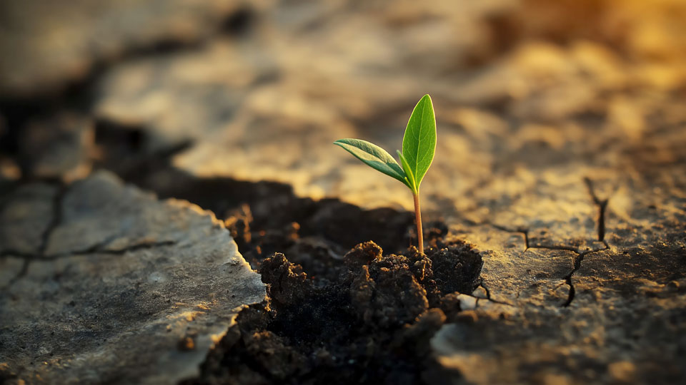 New Sprout Growing in Dark Soil