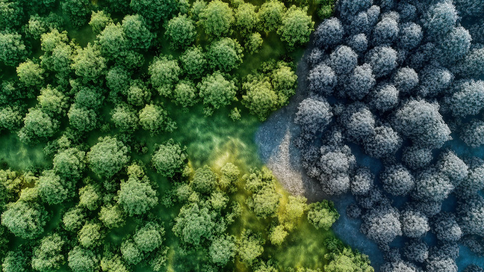 Forest Canopy Aerial View with Green and Gray Trees