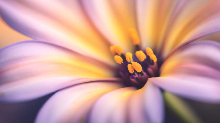 A macro shot of a flower