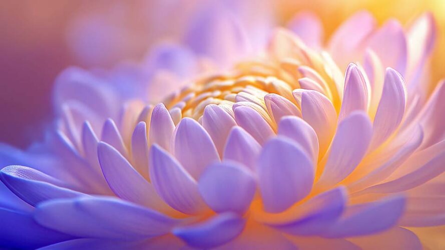 Closeup of the center of an indigo chrysanthemum