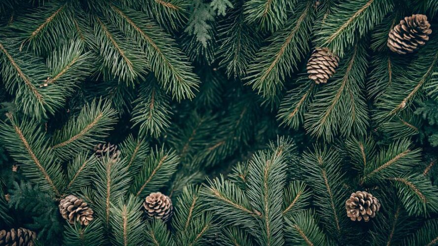 Top view of pine tree branches and cones
