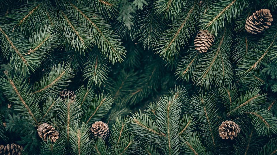 Top view of pine tree branches and cones