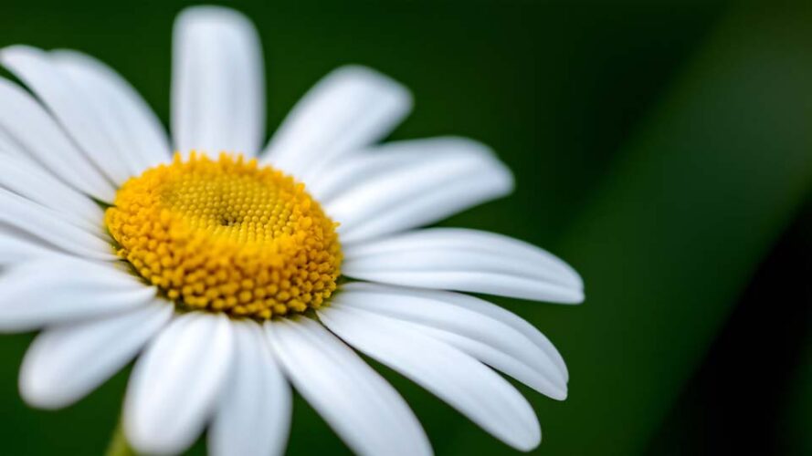 Close-up of a white daisy flower