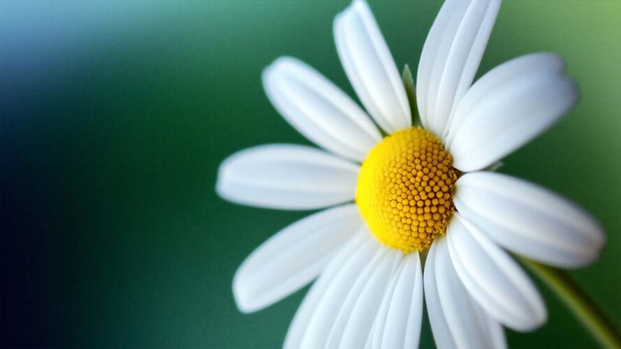 Close-up of a white daisy flower