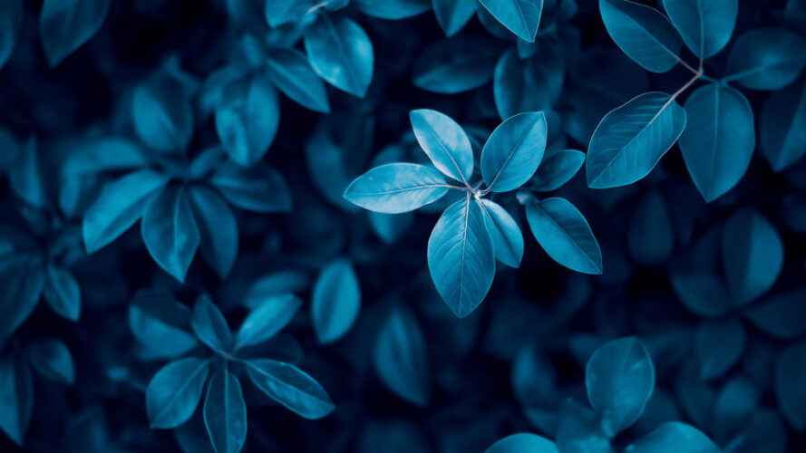 Blue leaves in the dark