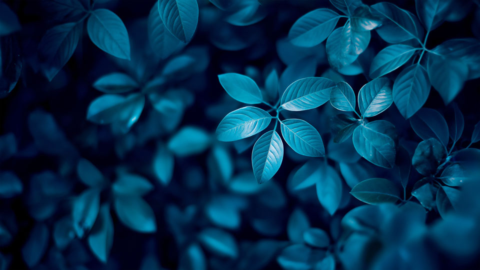 Blue leaves in the dark