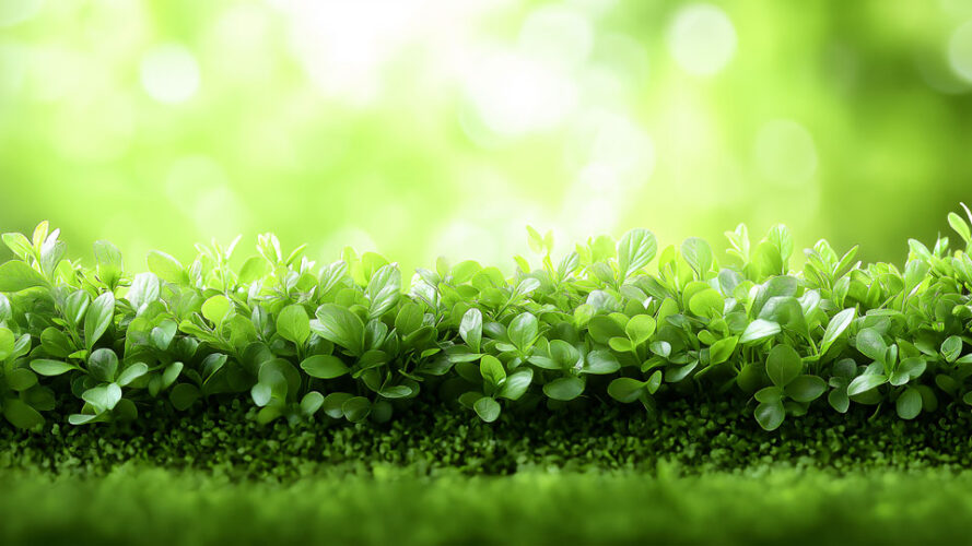 Green grass with boxwood bushes