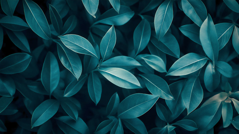 Dark blue background with a top view of leaves