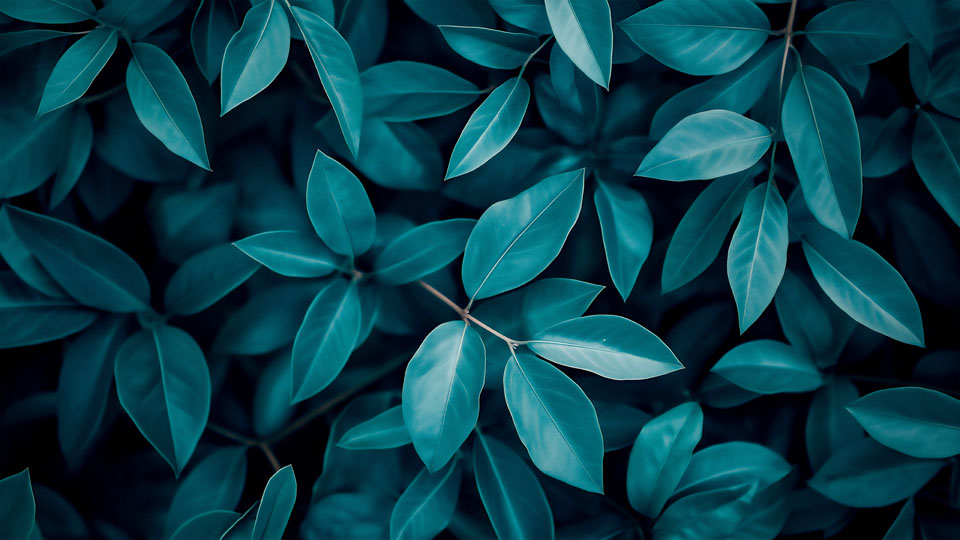 Dark blue background with a top view of leaves