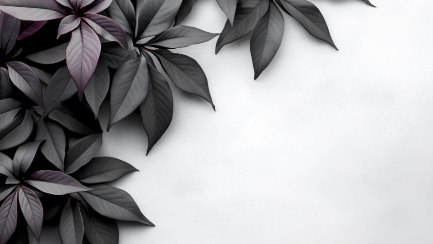 Black and purple leaves on a white background