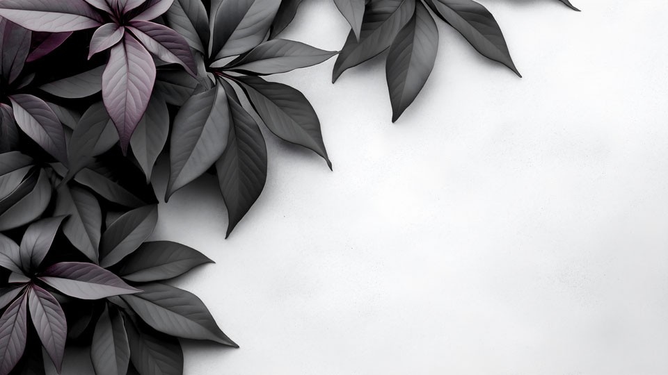 Black and purple leaves on a white background