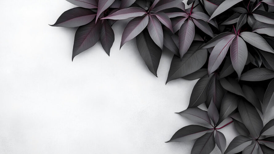 Black and purple leaves on a white background