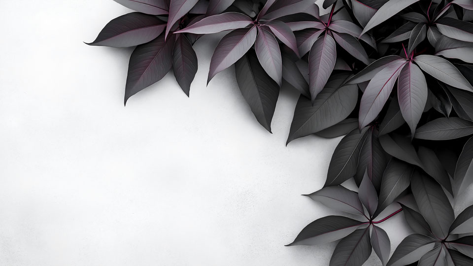 Black and purple leaves on a white background