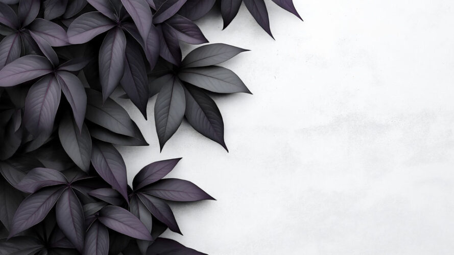 Black and purple leaves on a white background