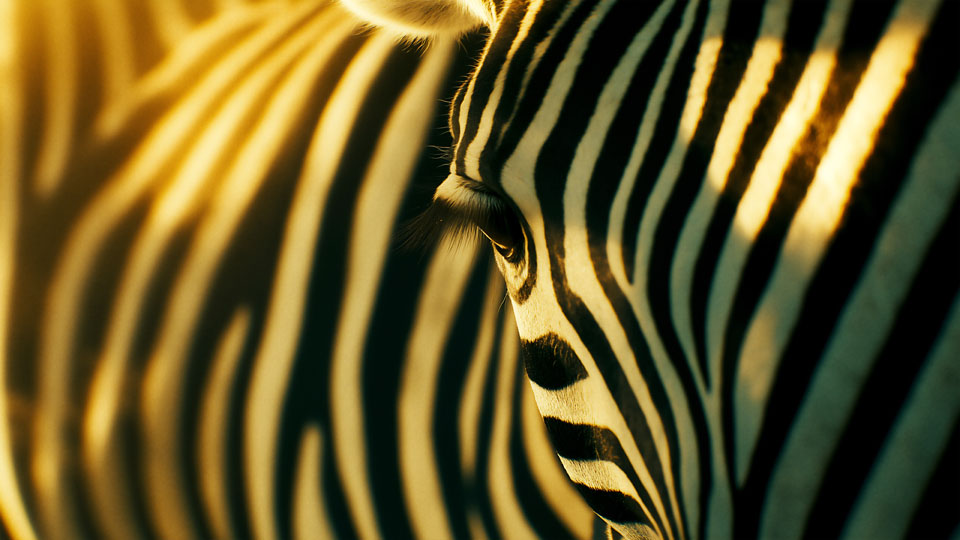 Close-up of the stripes on an African zebra