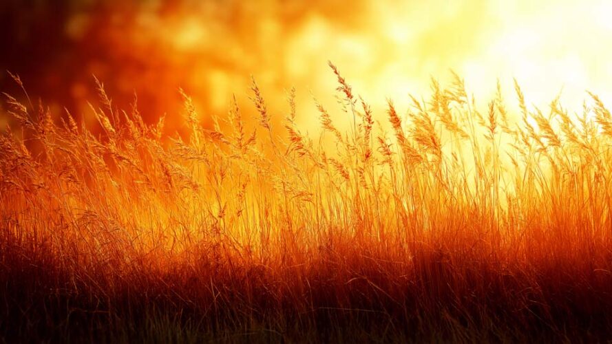 Sunset background with tall grass, warm golden light