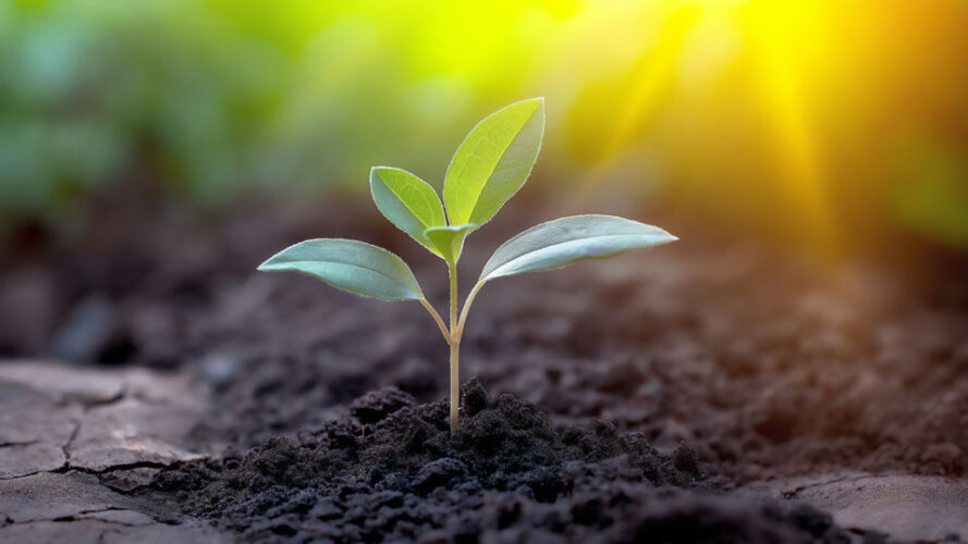 Young plant sprout growing in black soil