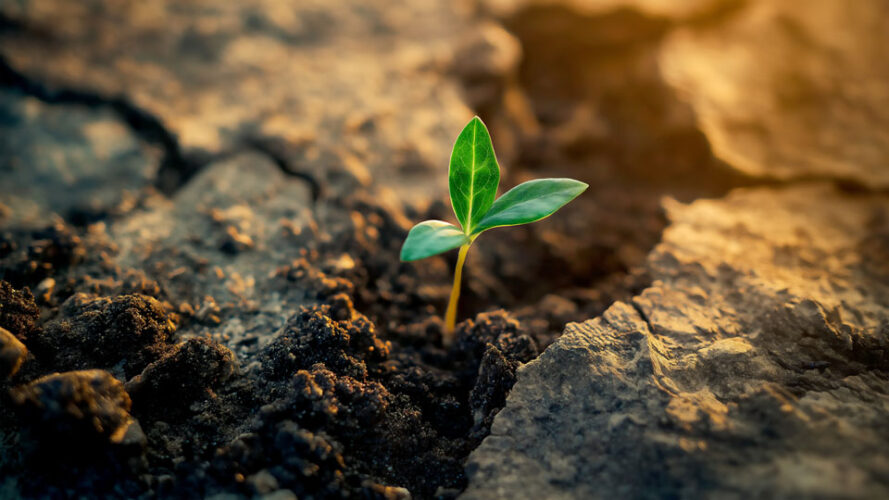 Young Plant Sprout in Black Soil