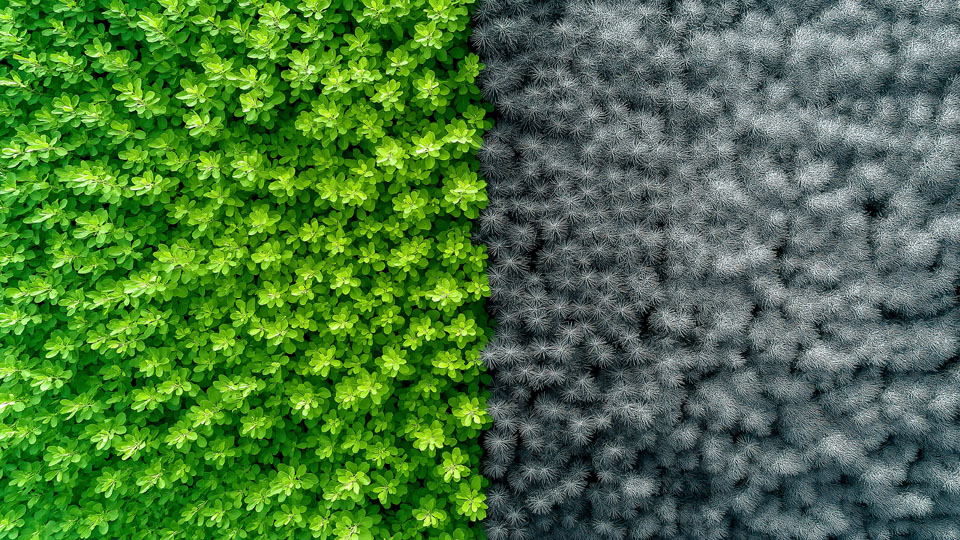 Aerial view of a forest with green and gray trees