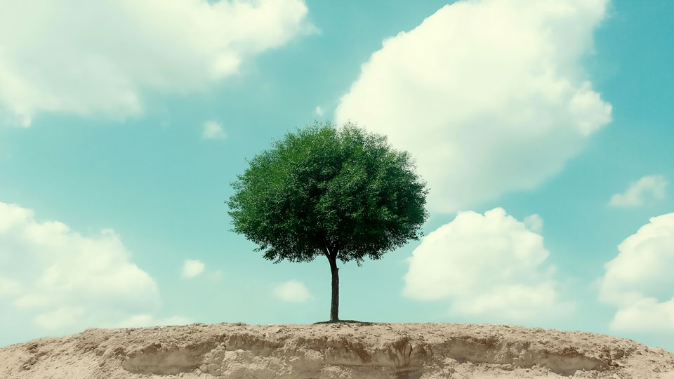 Tree of resilience on a desert hill