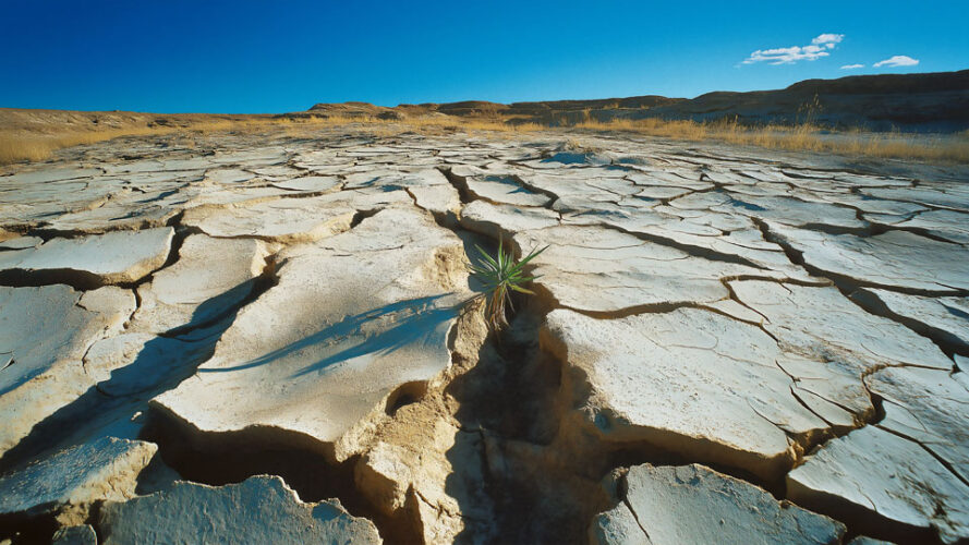 Cracked desert with a small plant growing in the cracks