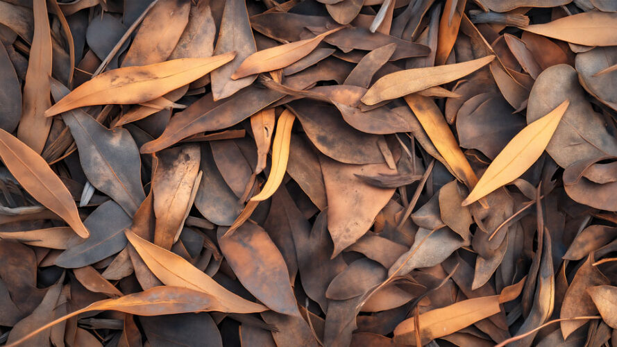 Abstract pattern of dry eucalyptus leaves